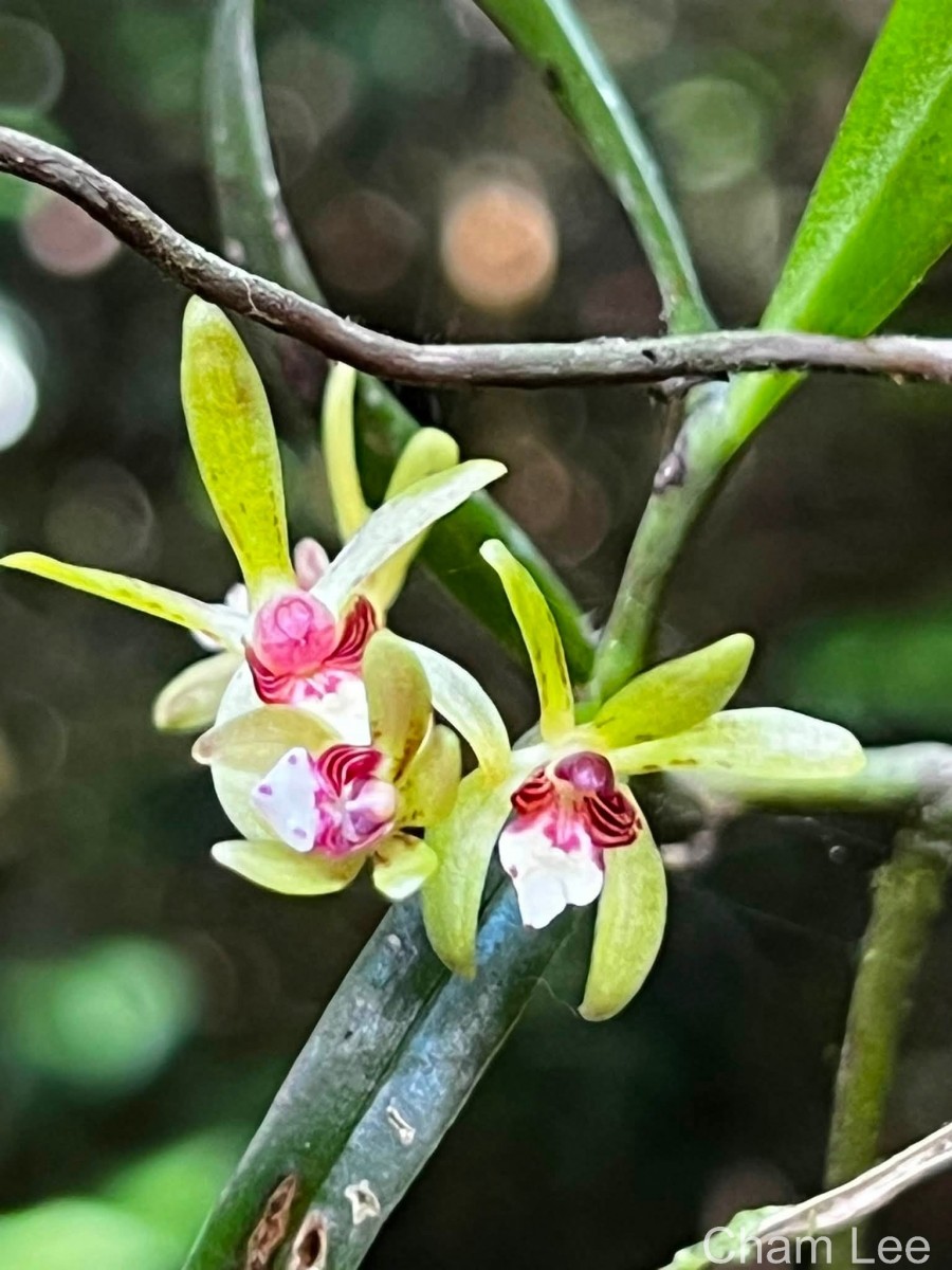 Trichoglottis longifolia Atthan., C.Bandara, N.L.Bandara & Kumar